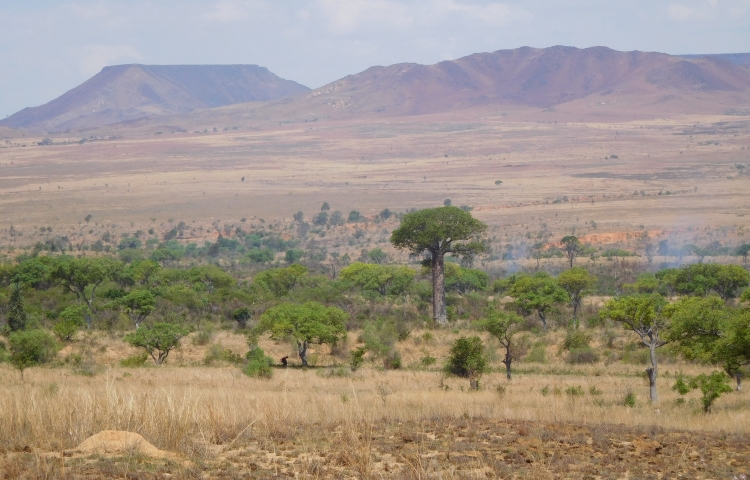 Landschap tussen Ilakaka en Sakaraha met baobab
