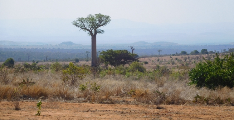 Baobab bij Sakaraha