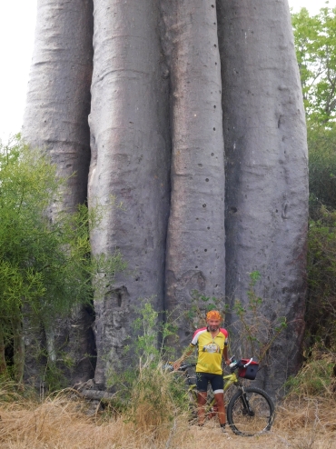 Willem voor een baobab