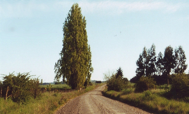 Farmlands near Osorno