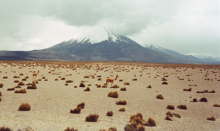 Vicuña's before the Parinacota Volcano