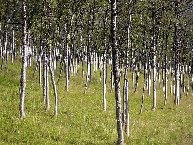 Enchanted forest. Forest of birch trees, Finnmark