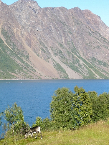Rendier langs het Langfjord