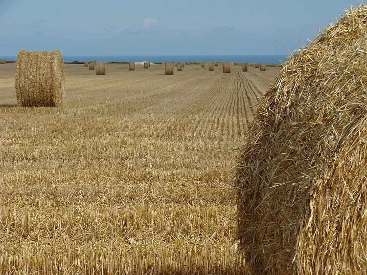 Eindeloze korenvelden op de plateaus langs de kust van Normandië