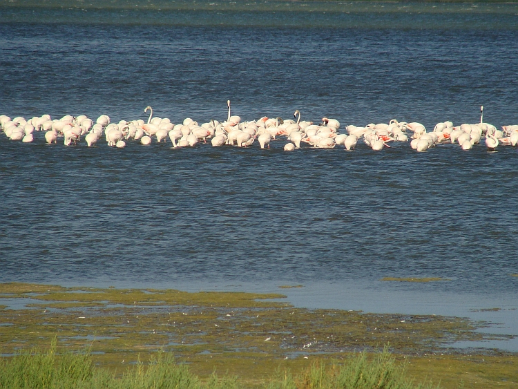 Flamingos! Landscape between Sigéan and Narbonne