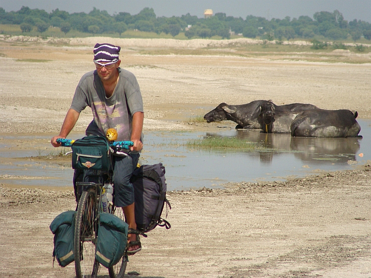 Willem and the water buffalos