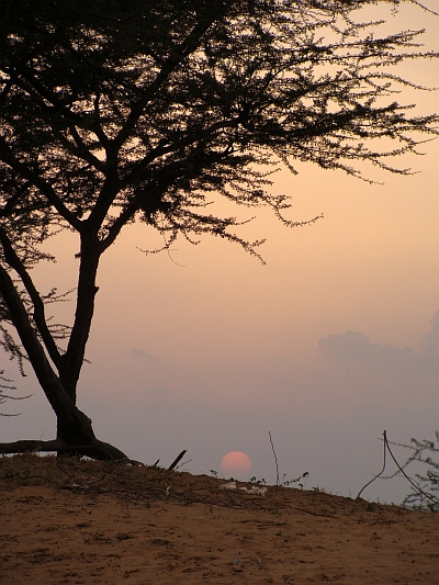 Acacia zonsondergang
