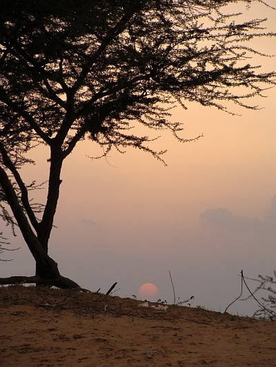 Acacia sunset