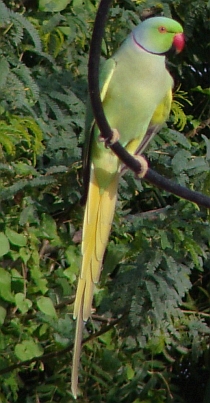 Parkiet bij Jodhpur