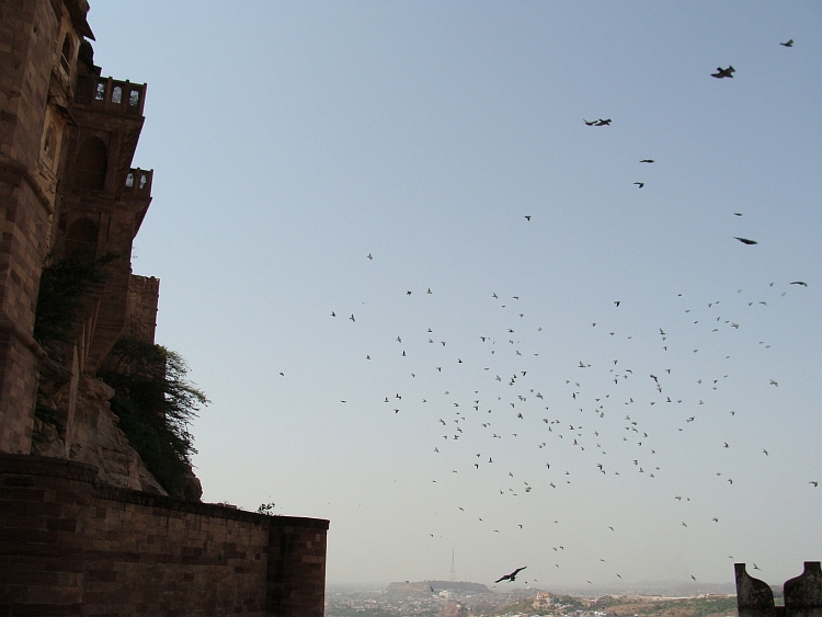 Birds! Hitchcock fantasie wordt realiteit in het paleis van Jodhpur