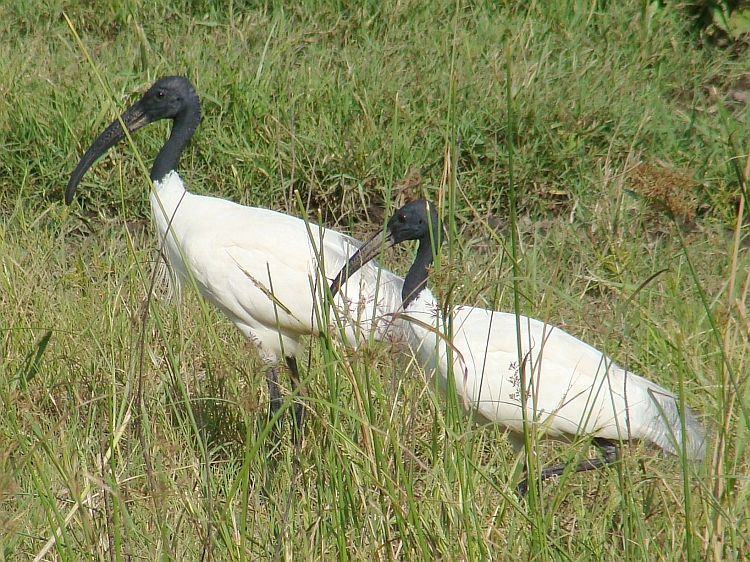 Wildlife in Ranakpur