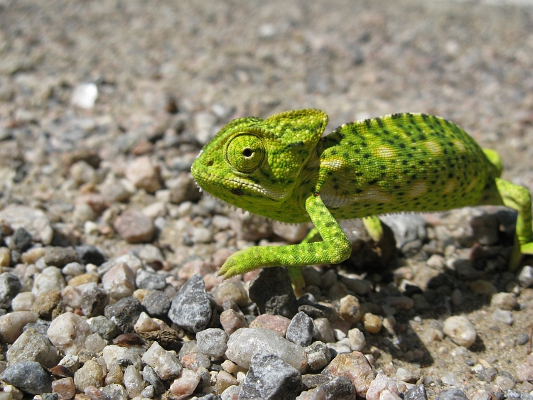 Kameleon op de weg