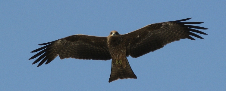 Adelaar boven Udaipur