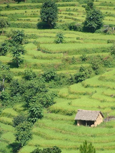 Rice fields in the Himalayan hills