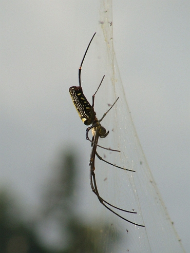 One of the biggest spider species of the world, up here along the Annapurna Trail