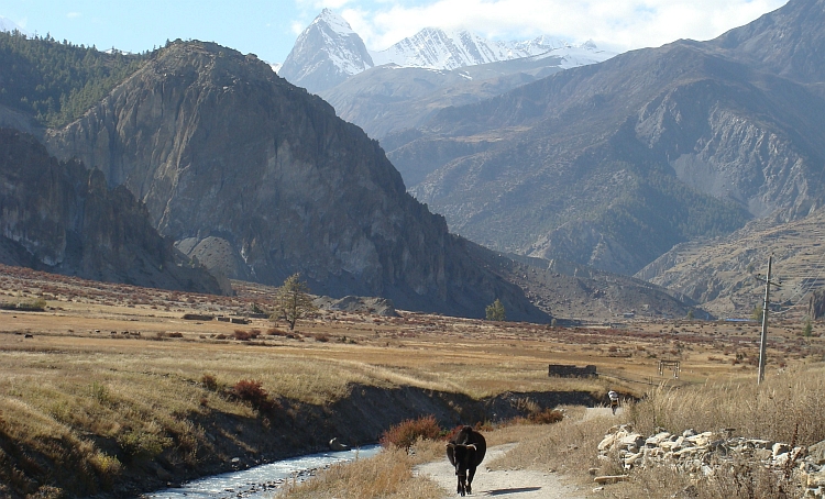 The valley of the Marsyangdi, on the way to Manang