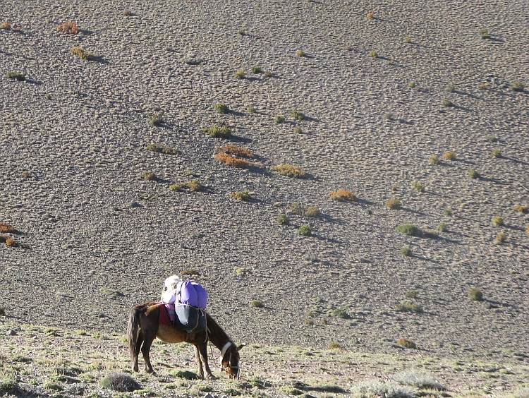 Paard bij Kagbeni