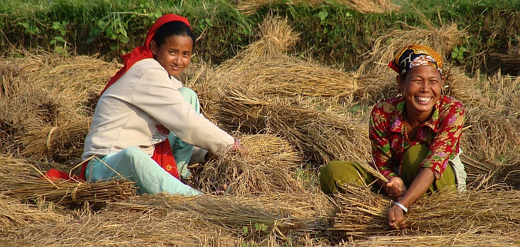 Vrouwen op het land in Chitwan