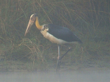 Lesser Adjutant Stork, Chitwan