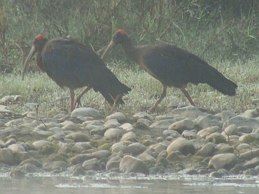 Red-naped Ibis, Chitwan