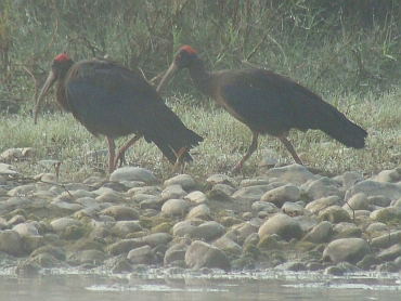 Wrattenibis in Chitwan