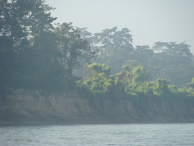 Jungle langs de the Rapti rivier in Chitwan