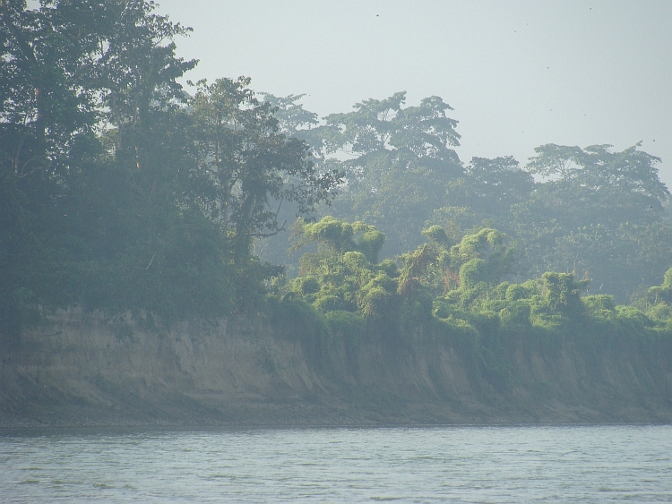 Jungle across the Rapti River, Chitwan