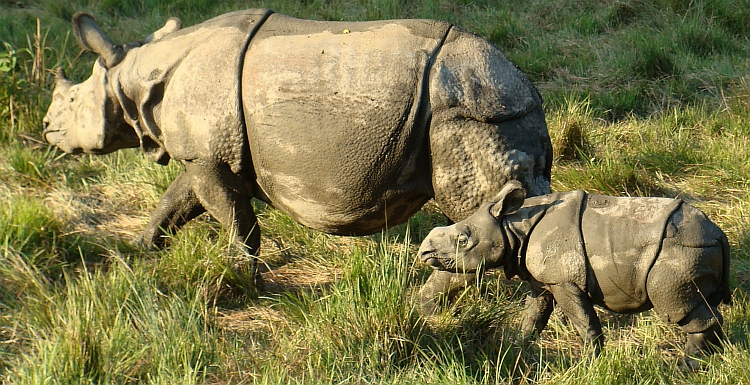 Rhinos in Chitwan