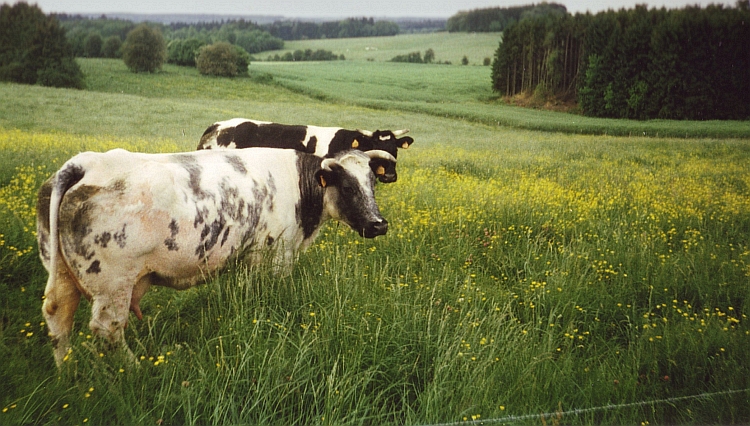 The first hills. The Ardennes, Belgium