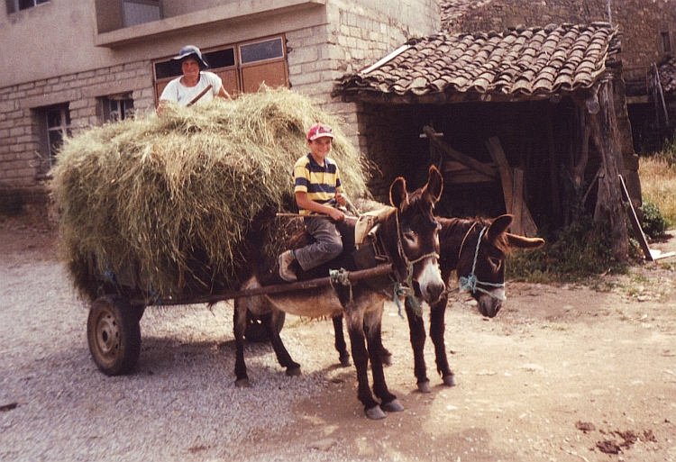 De ezel en de muilezel zijn nog steeds belangrijke transportmiddelen in dit gedeelte van Portugal