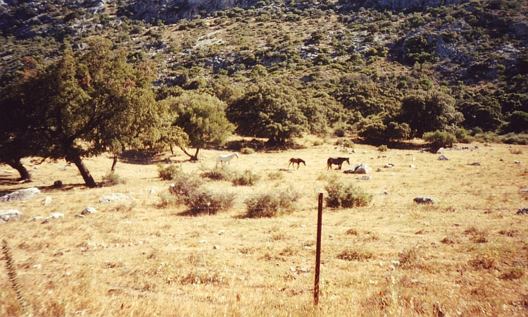 Paarden! Berglandschap bij Cortes de la Frontera