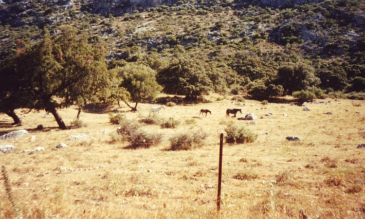 Horses! The mountains around Cortes de la Frontera